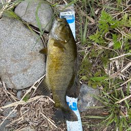 スモールマウスバス