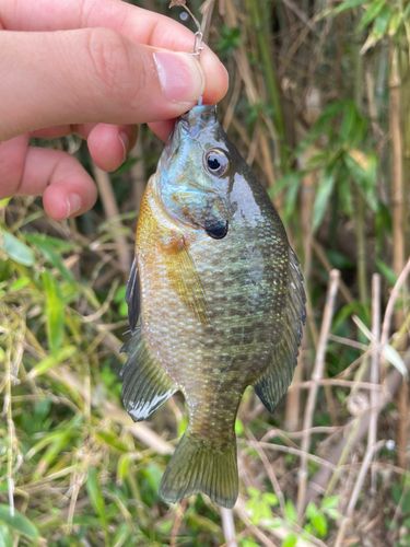 ブルーギルの釣果