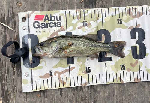 ラージマウスバスの釣果