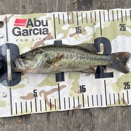 ラージマウスバス