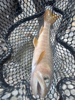 ヤマトイワナの釣果