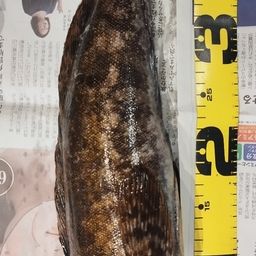 アイナメ