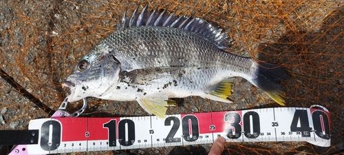 キビレの釣果