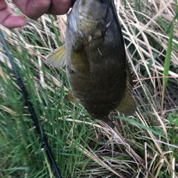 スモールマウスバス