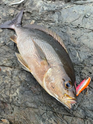 イサキの釣果