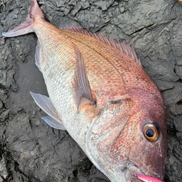 マダイ