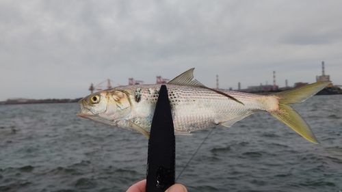 コノシロの釣果