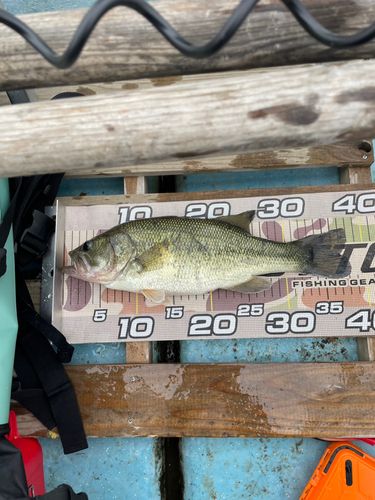 ラージマウスバスの釣果