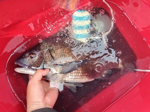 チヌの釣果