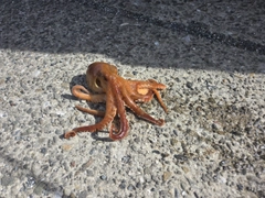 タコの釣果