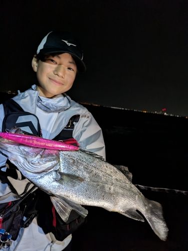 ヒラスズキの釣果