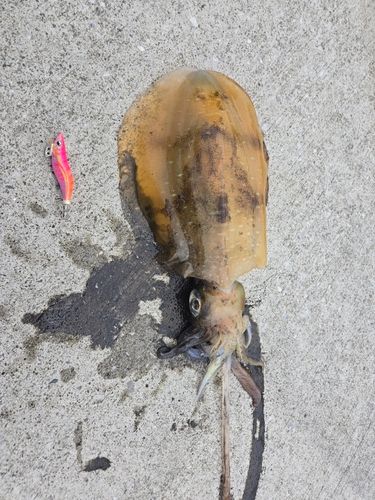 アオリイカの釣果