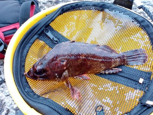 ムラソイの釣果