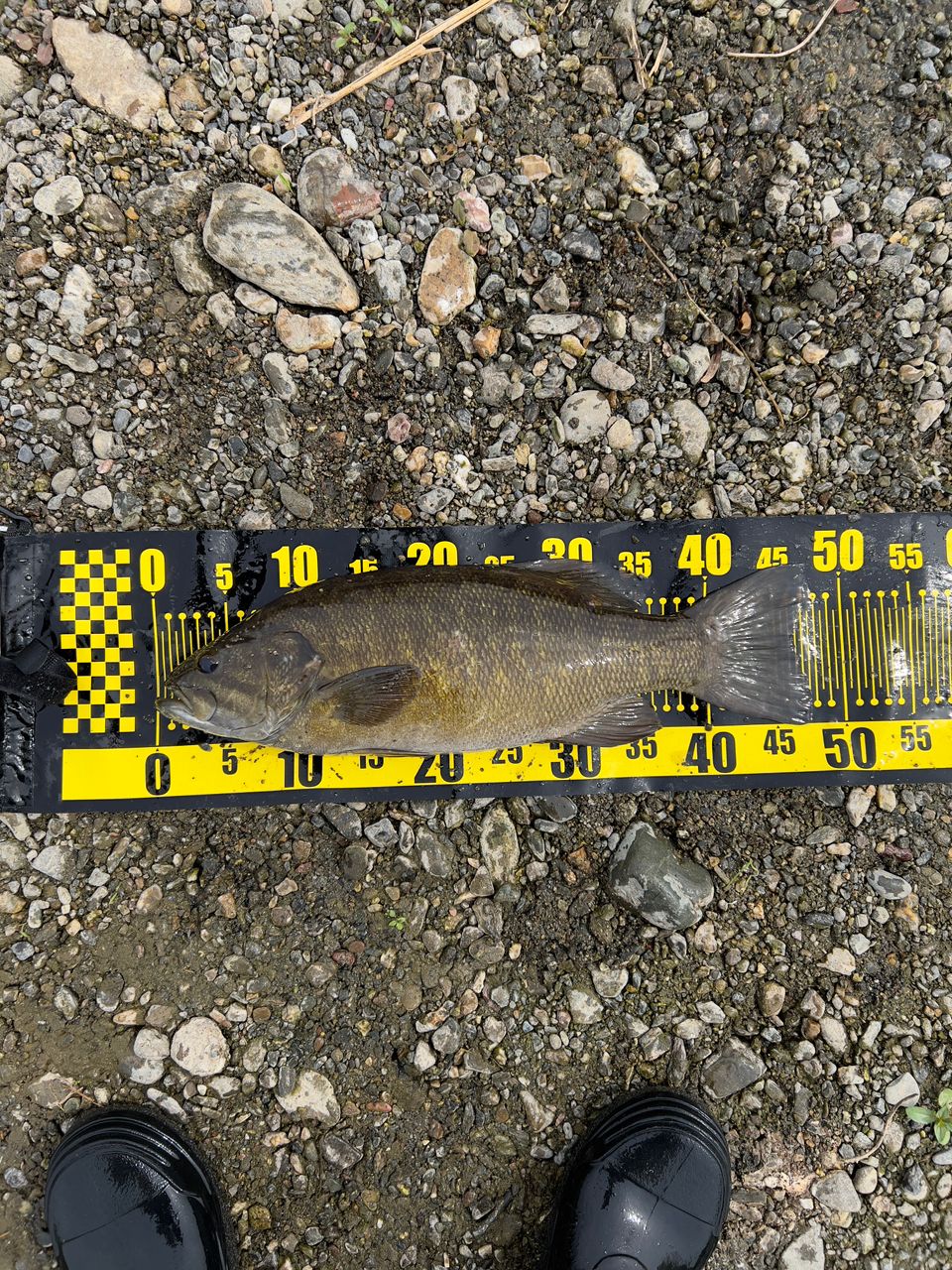 スモールマウスバス