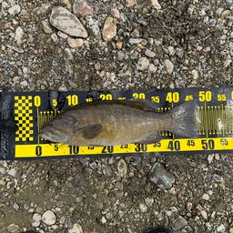 スモールマウスバス