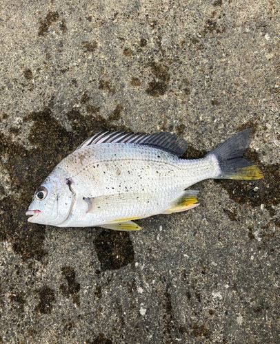 キビレの釣果