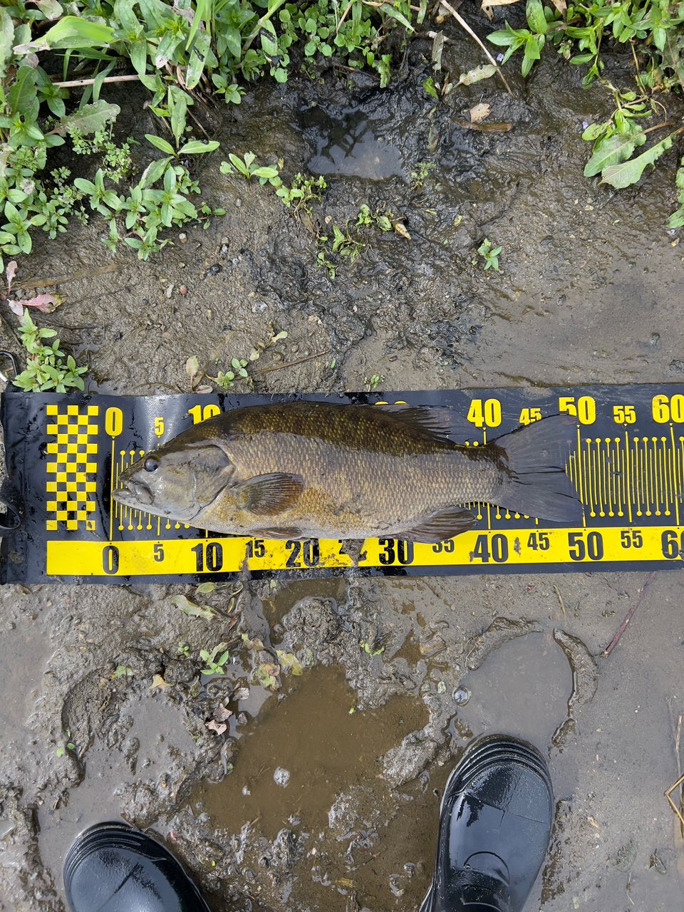 スモールマウスバス