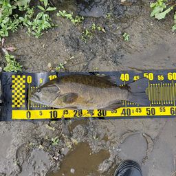 スモールマウスバス