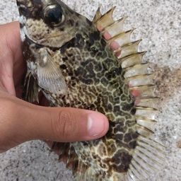 アイゴ