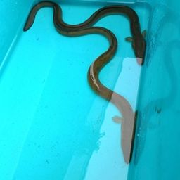 ウナギ