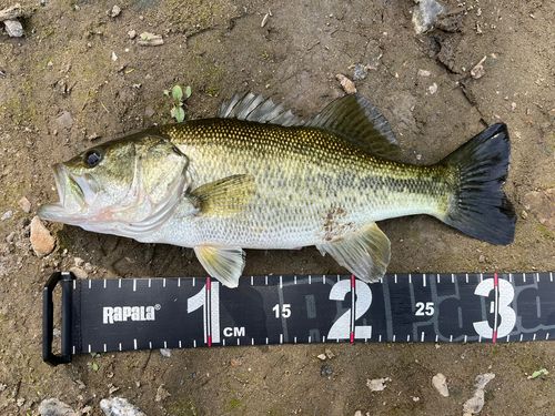 ブラックバスの釣果