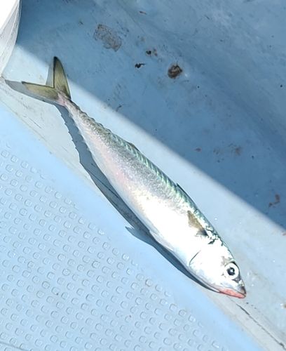 サバの釣果
