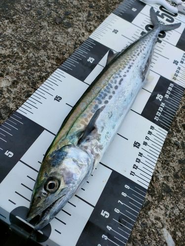 サゴシの釣果