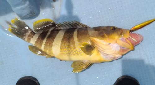 アオハタの釣果