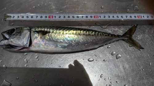 サバの釣果