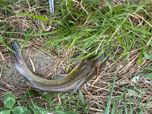 アメリカナマズの釣果