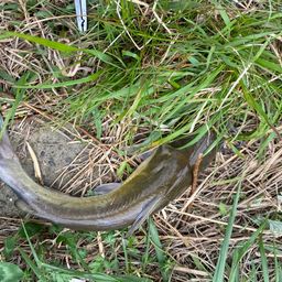 アメリカナマズ