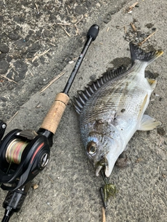 キビレの釣果
