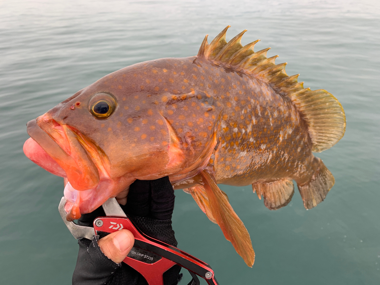 DAIWA 18紅牙 IC 100PL-RMの最安値・インプレ・釣果 | 本音の