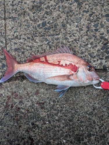 マダイの釣果