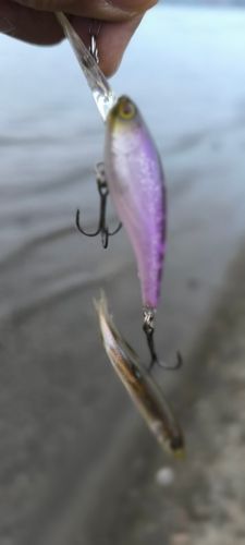 ワカサギの釣果