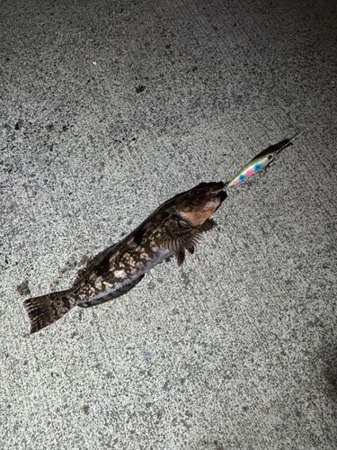 アイナメの釣果