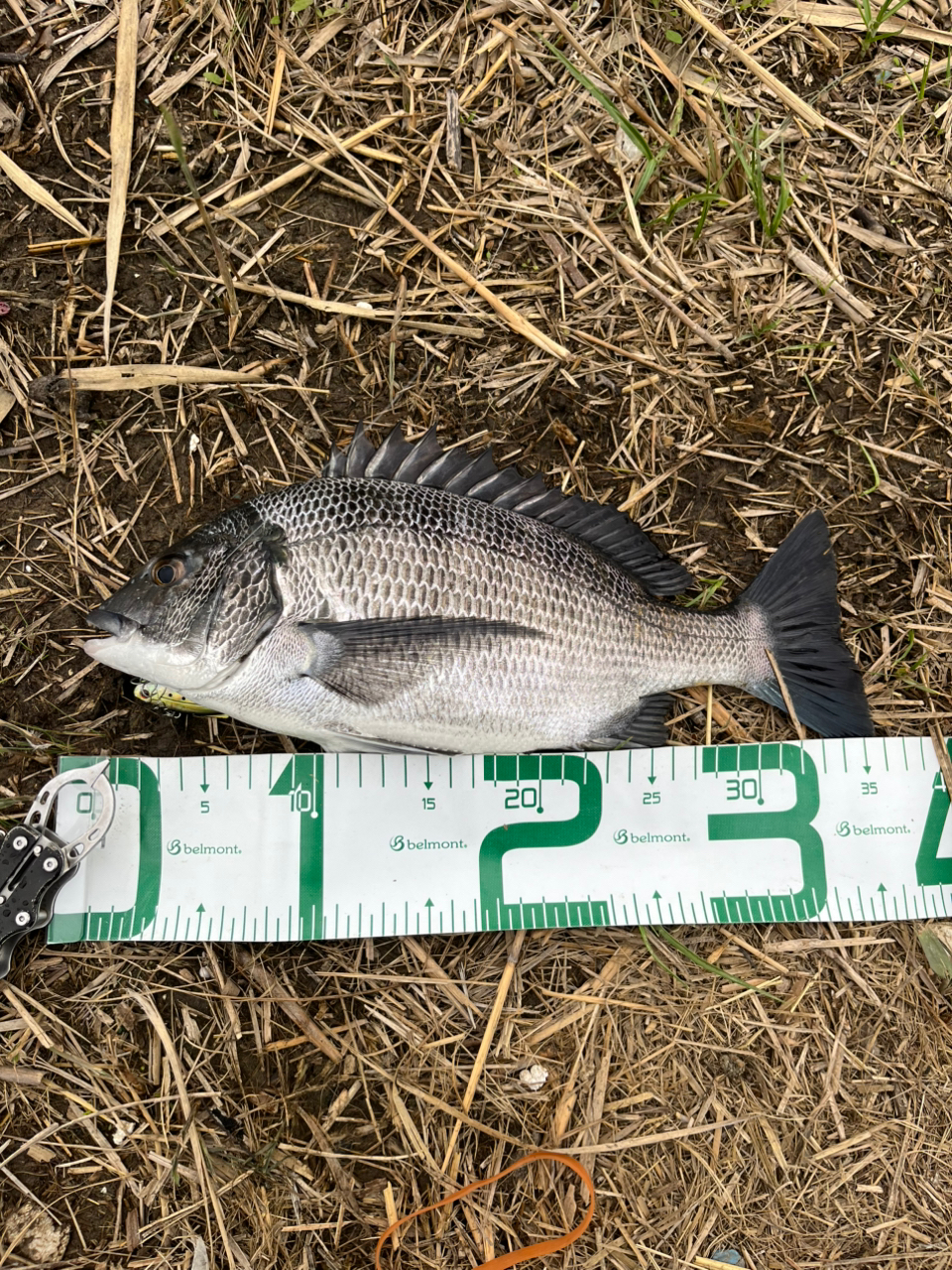SHIMANO 20エクスセンス BB C3000MHGの最安値・インプレ・釣果