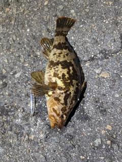 タケノコメバルの釣果