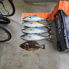 ワラサの釣果