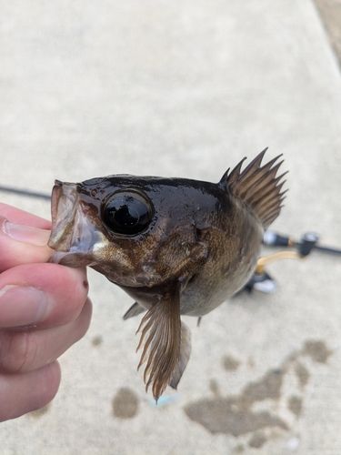 メバルの釣果