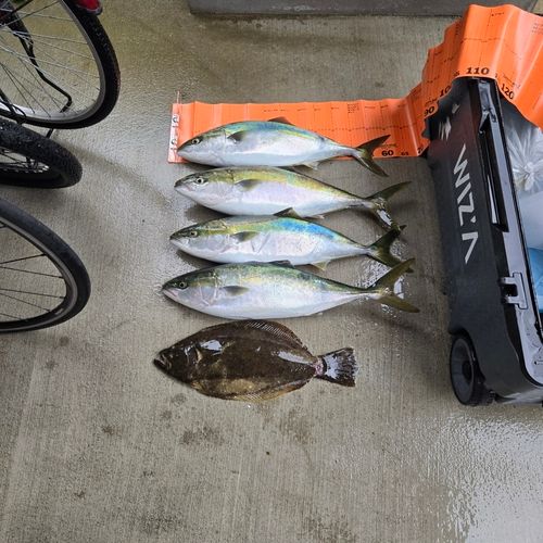 ヒラメの釣果