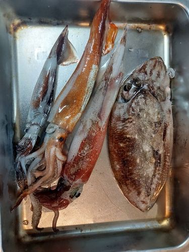 ヤリイカの釣果