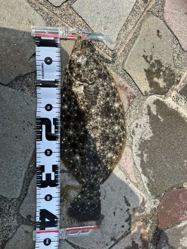 ヒラメの釣果