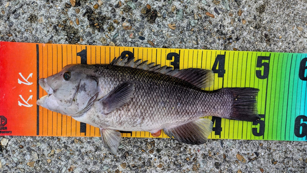 SHIMANO 20ブルズアイ 遠投 4-520Pの最安値・インプレ・釣果 SHIMANO 20ブルズアイ 遠投 4-520Pの最安値・インプレ・釣果
