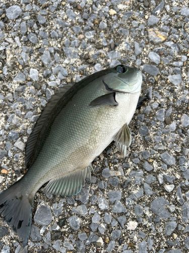 メジナの釣果