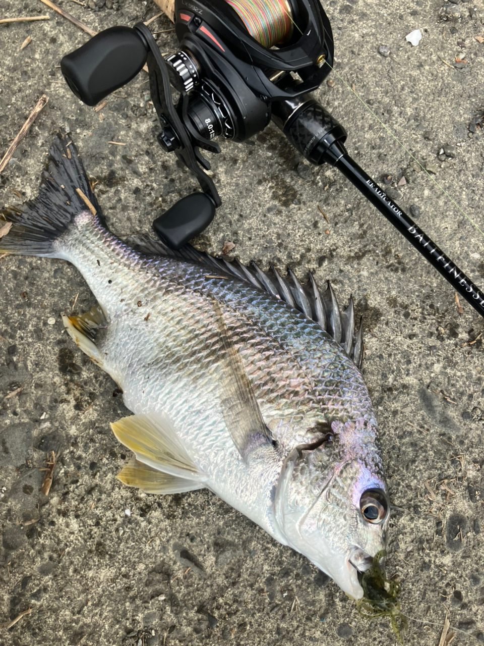AbuGarcia エラディケーター ベイトフィネス EBTC-70LT-STの最