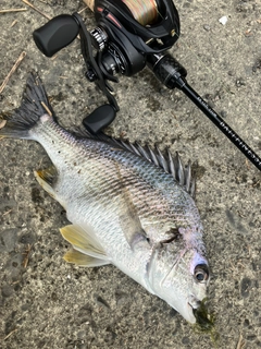 キビレの釣果