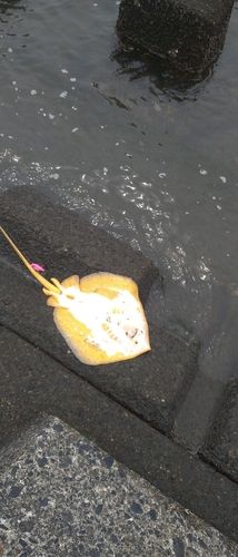 アカエイの釣果