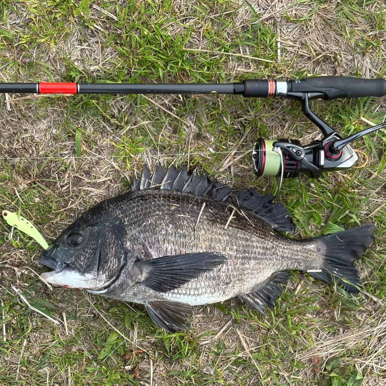 SHIMANO 20ヴァンフォード C3000の最安値・インプレ・釣果