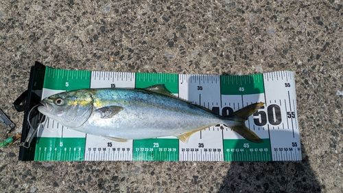 ヤズの釣果
